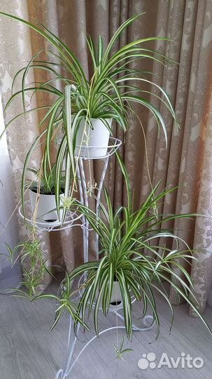 Хлорофитум