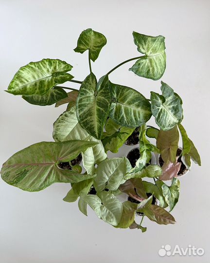 Сингониумы сортовые