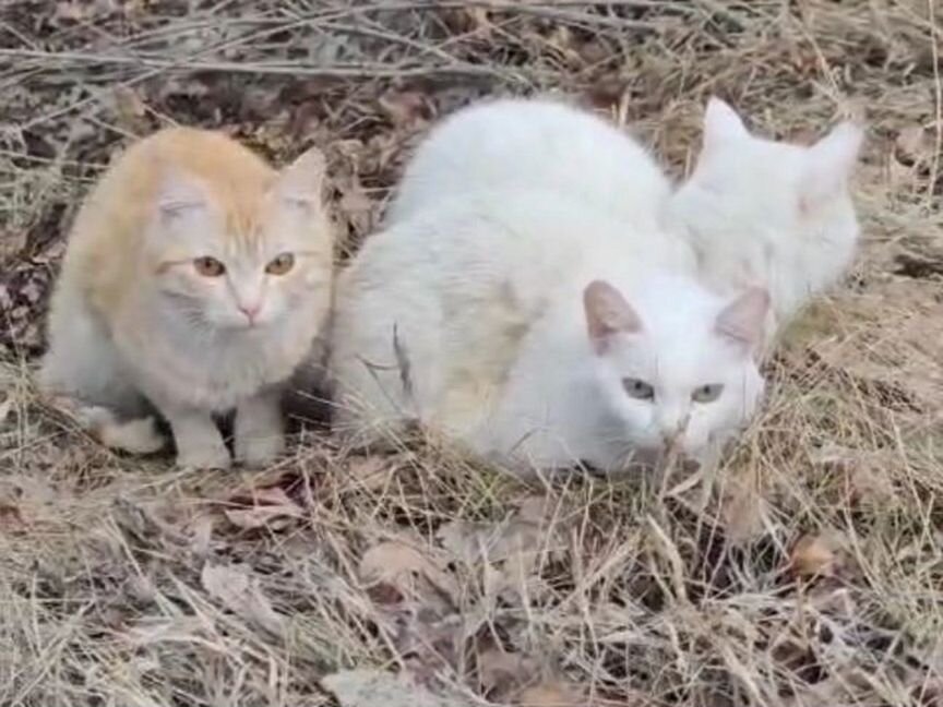 Кошек выкинули в лесу