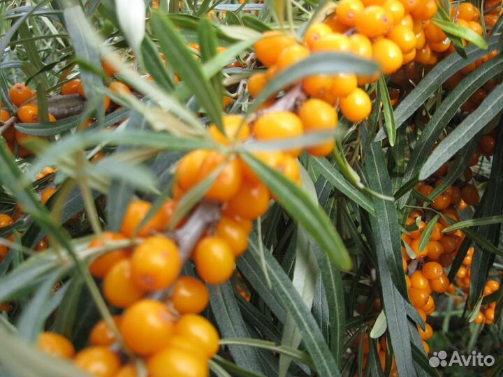 Продам облепиху