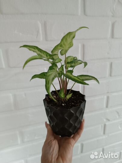 Сингониум Green Gold