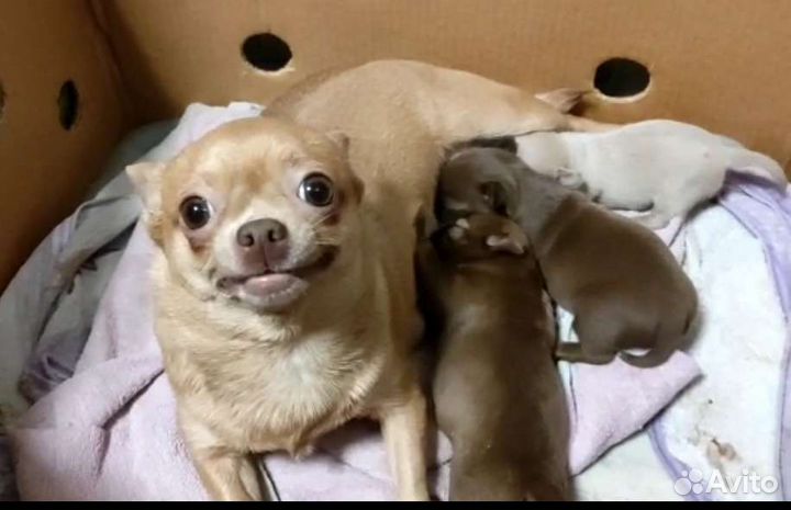 Чихуахуа племенные кобели