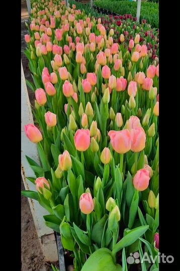 Тюльпаны к 8 марта оптом и в розницу