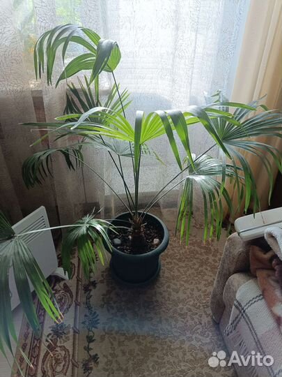 Пальма веерная