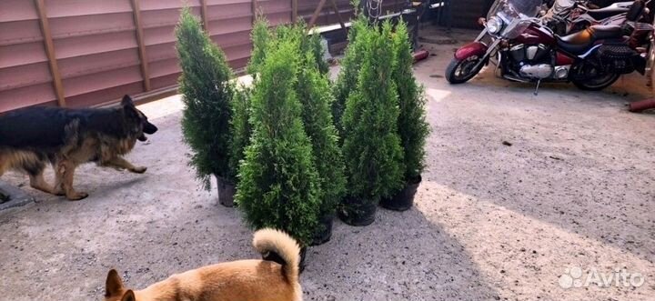 Туи западные