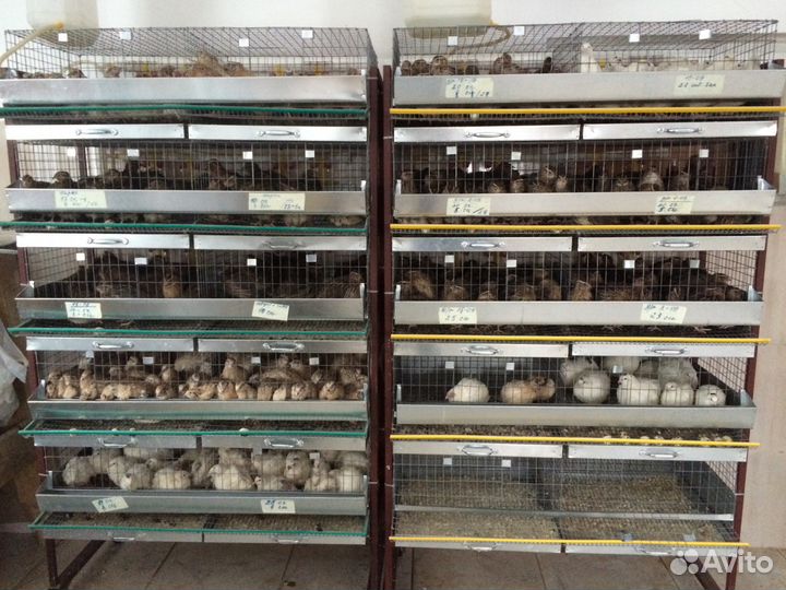 Клетки для перепелов от производителя