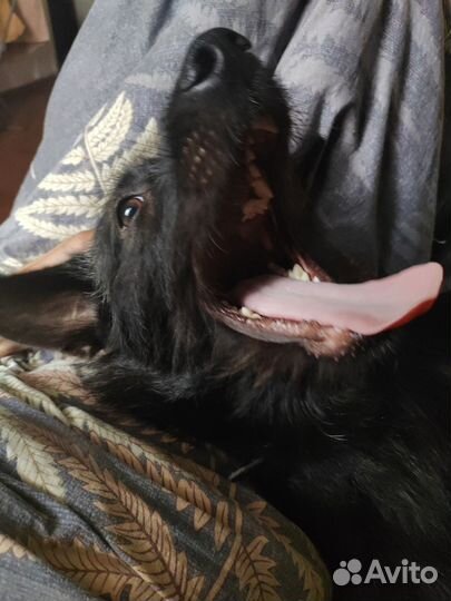 Отдам в добрые руки