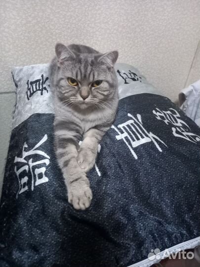 Британская