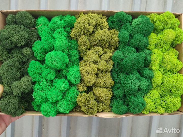 Стабилизированный мох ягель