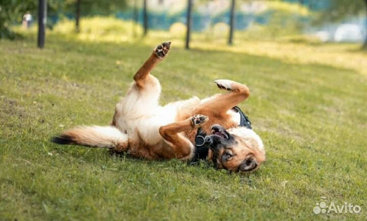 Собака в добрые руки