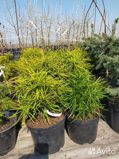 Декоративные растения ель/самшит/тисс/клён/злаки