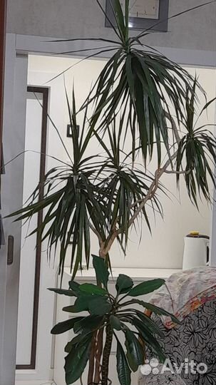 Драцена. Растёт у хозяйки уже 30 лет