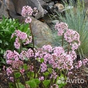 Дармера щитовидная