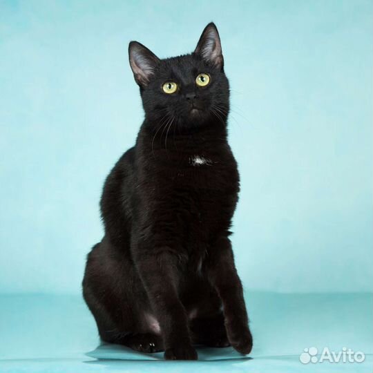 Кошка в добрые руки бесплатно