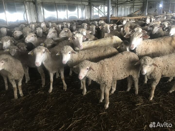Овцы меринос