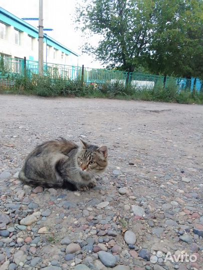Пристраиваем котика