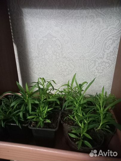 Гвоздика ампельная