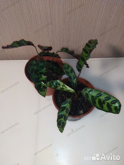 Калатея Макоя, Каролина, Руфибарба