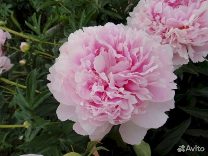 Пионы саженцы Сара Бернар