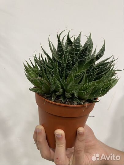 Алоэ Аристата