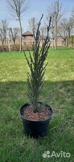 Можжевельник скальный Блю Эрроу