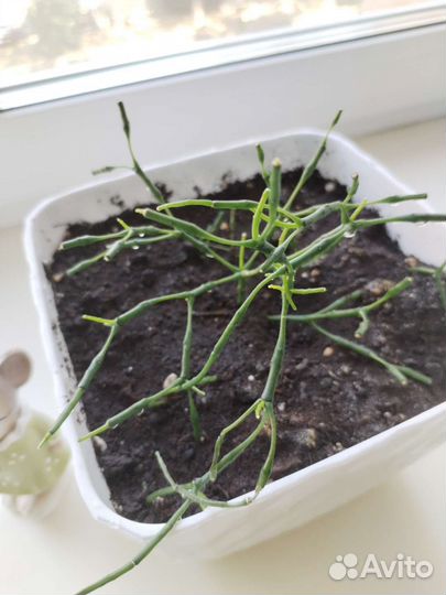 Цветок Хатиора желтая