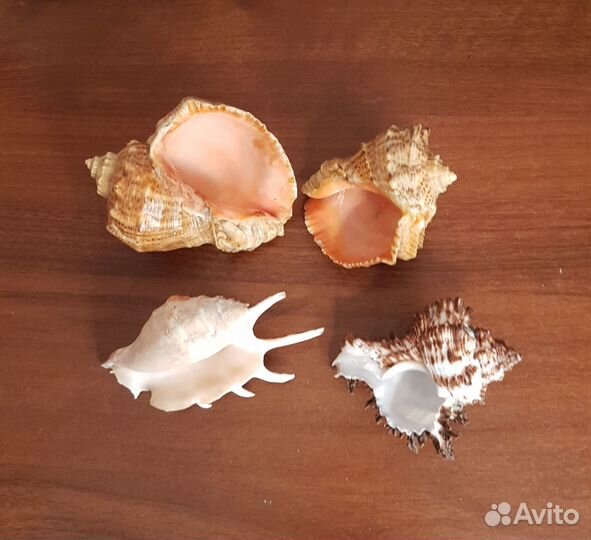 Морские кораллы, ракушки для аквариума