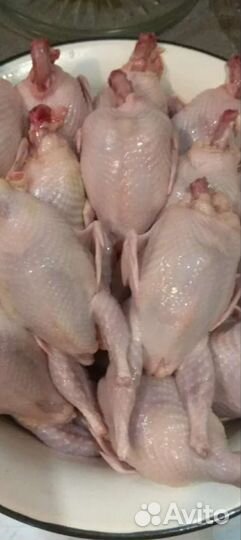 Перепела перепелята и яйцо