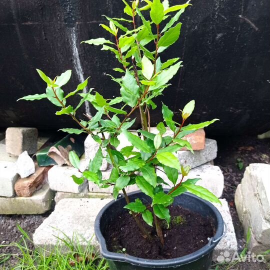 Лавровый лист