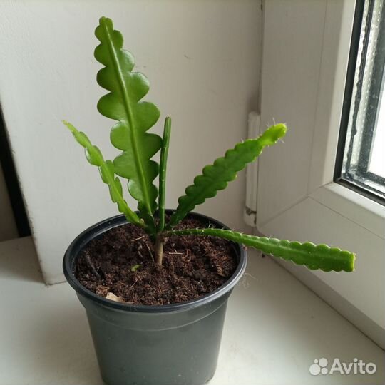Эпифиллум Ангулигер