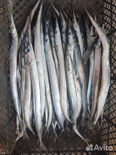 Рыба Сарган