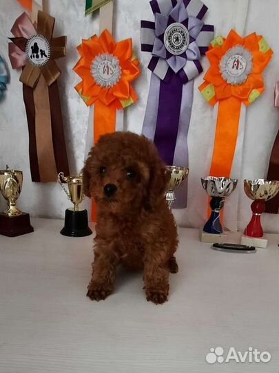 Тикап той-пудель редбраун, красные