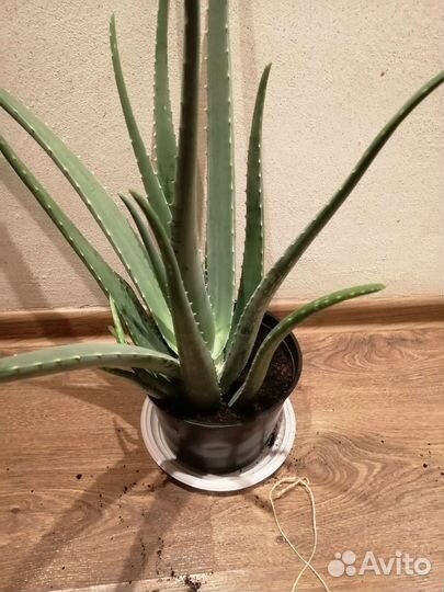 Алоэ вера 4-5летнее