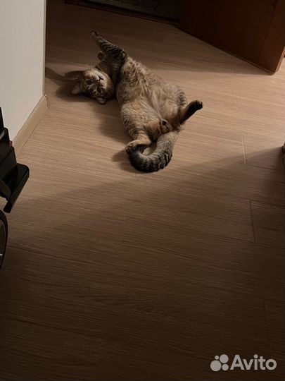 Кот вязка