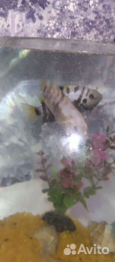 Аквариум с рыбками