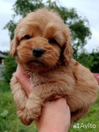 Пудель Кокапу мини