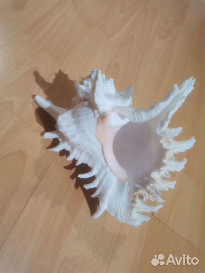 Ракушка морская большая