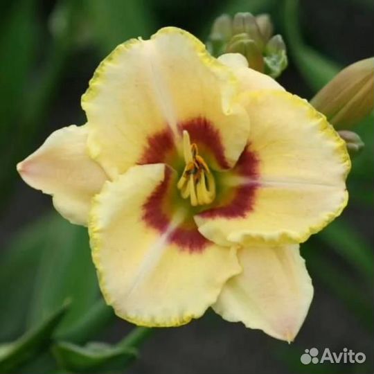 Лилейник Кастед Кэнди