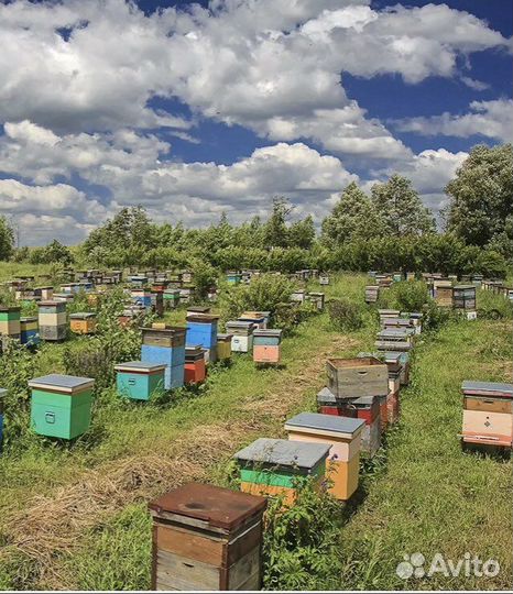 Пчелы с ульями