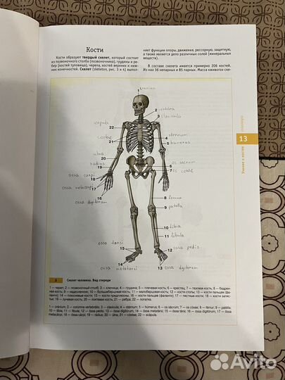 Атлас нормальной анатомии человека Сапин