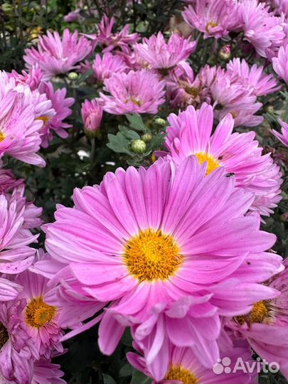 Хризантема кустовая