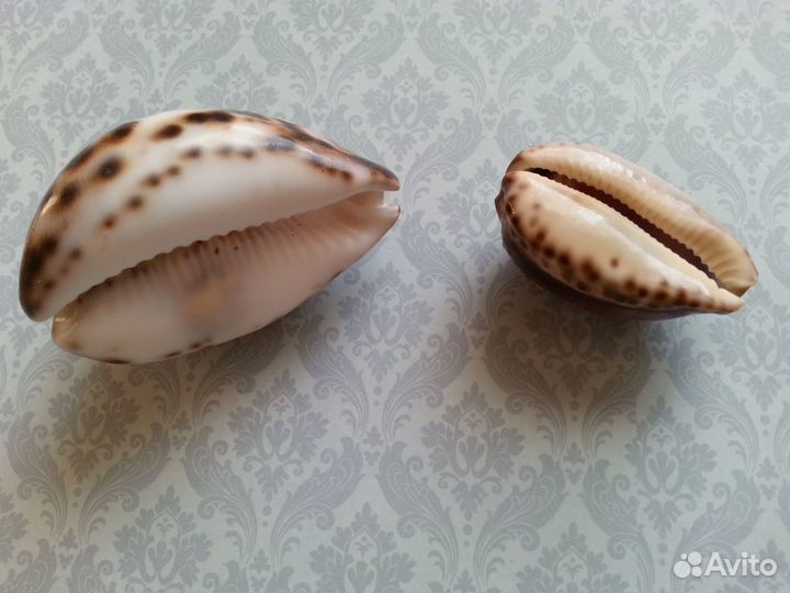 Сувенир из ракушек