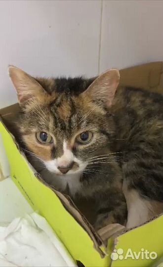 Трехцветная кошка бесплатно