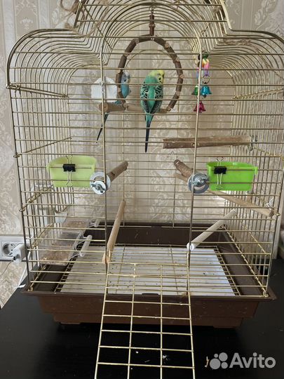 Волнистые попугаи + клетка