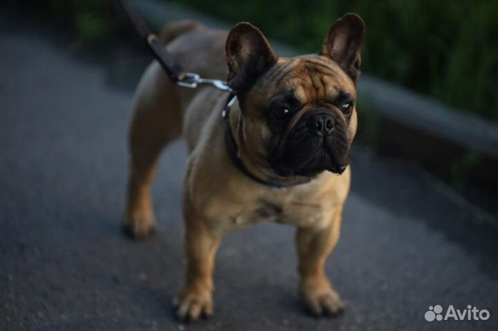 Вязка - французский бульдог кобель
