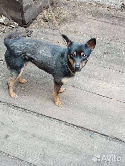 Отдам в хорошие руки сабачку по имени Анжела