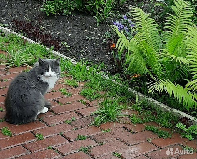Кошка