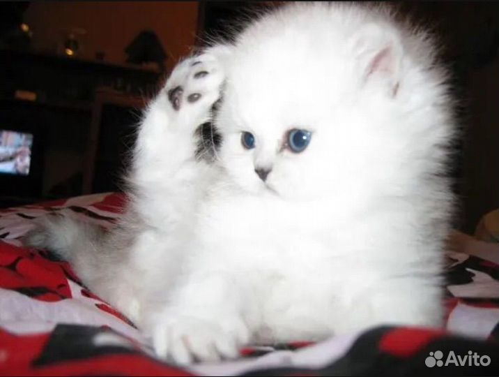 Персидская шиншилла