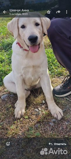 Щенок девочка лабрадора 4мес