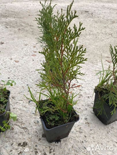 Туя Смарагд горшок Р9